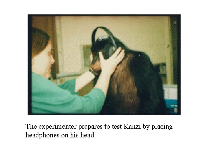 The experimenter prepares to test Kanzi by placing headphones on his head. 