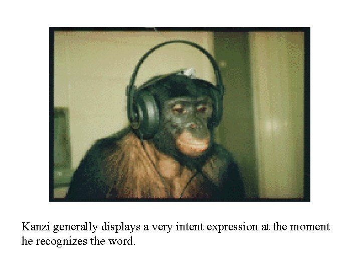 Kanzi generally displays a very intent expression at the moment he recognizes the word.
