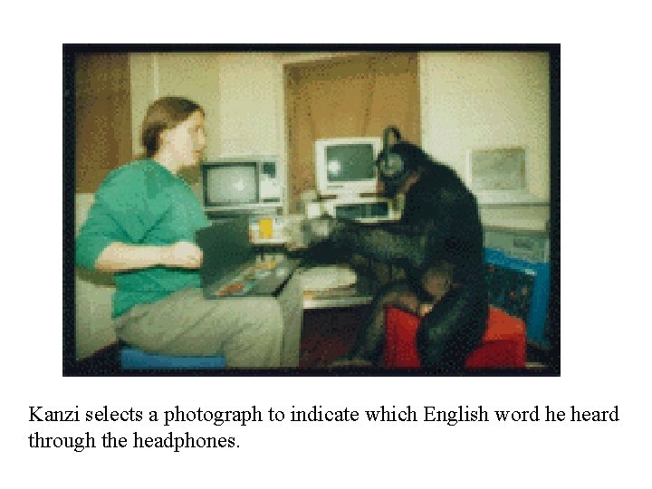 Kanzi selects a photograph to indicate which English word he heard through the headphones.