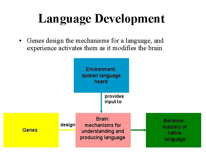 Language Development • Genes design the mechanisms for a language, and experience activates them