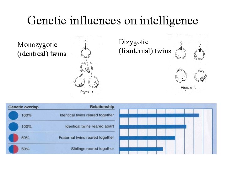 Genetic influences on intelligence Monozygotic (identical) twins Dizygotic (franternal) twins 