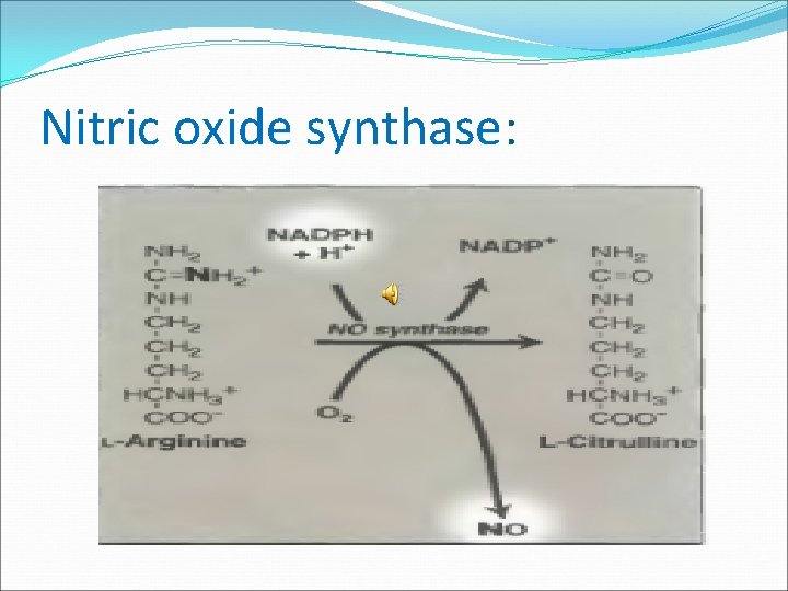Nitric oxide synthase: 