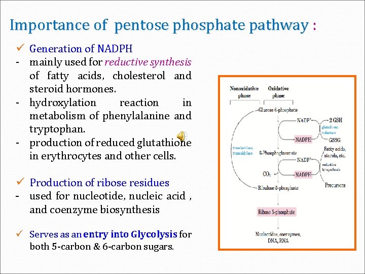 Importance of pentose phosphate pathway : ü Generation of NADPH ‐ mainly used for