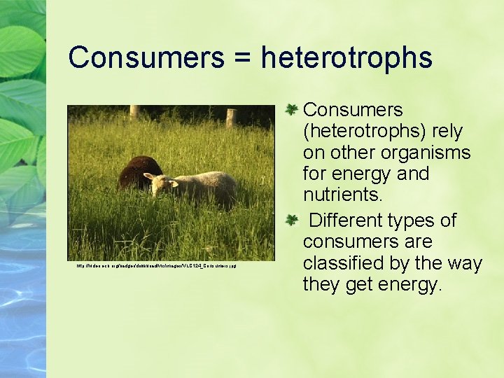 Consumers = heterotrophs http: //video. ecb. org/badger/download/vlc/images/VLC 124_Consumers. jpg Consumers (heterotrophs) rely on other