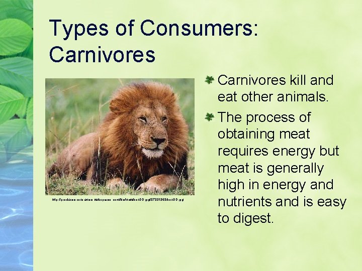 Types of Consumers: Carnivores http: //producersconsumers. wikispaces. com/file/view/lion. DD. jpg/37331363/lion. DD. jpg Carnivores kill