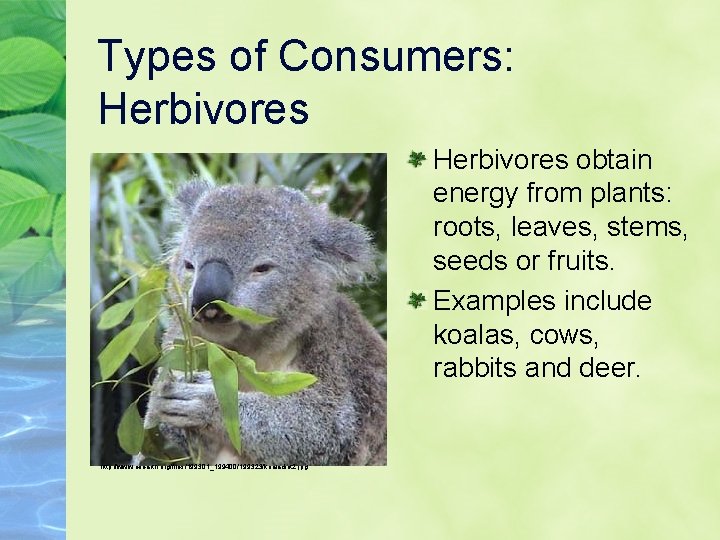 Types of Consumers: Herbivores obtain energy from plants: roots, leaves, stems, seeds or fruits.