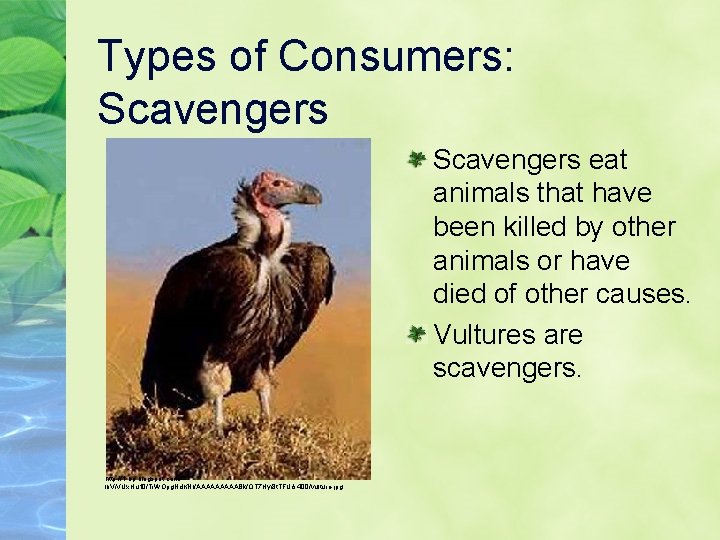 Types of Consumers: Scavengers eat animals that have been killed by other animals or