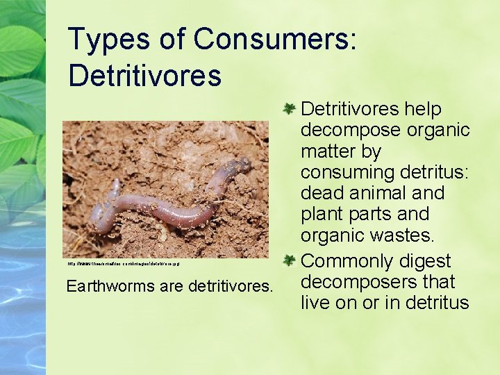 Types of Consumers: Detritivores http: //www. theanimalfiles. com/images/detritivore. jpg Earthworms are detritivores. Detritivores help