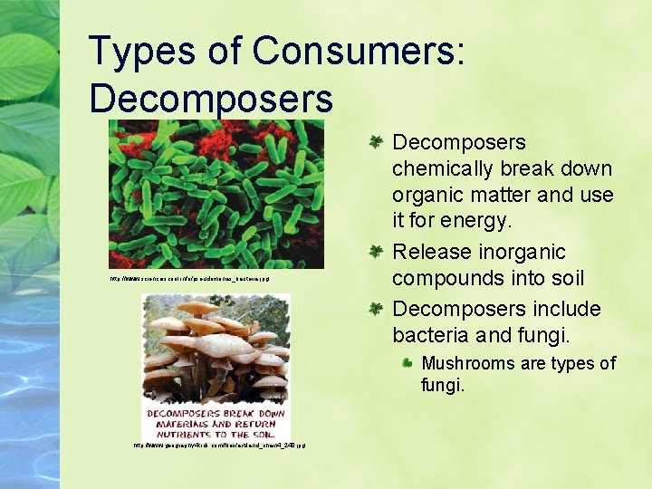 Types of Consumers: Decomposers http: //www. scienceiscool. info/pseudomonas_bacteria. jpg Decomposers chemically break down organic