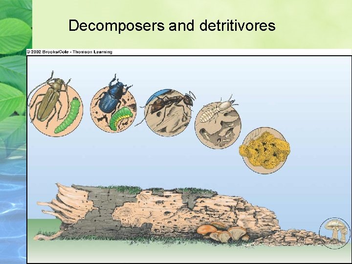 Decomposers and detritivores 
