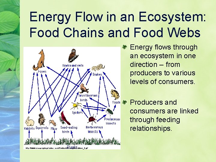 Energy Flow in an Ecosystem: Food Chains and Food Webs Energy flows through an
