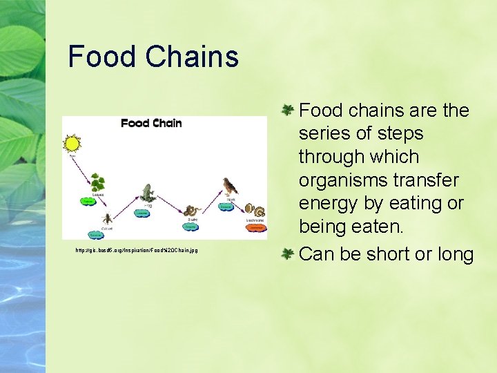 Food Chains http: //gis. bcsd 5. org/Inspiration/Food%20 Chain. jpg Food chains are the series