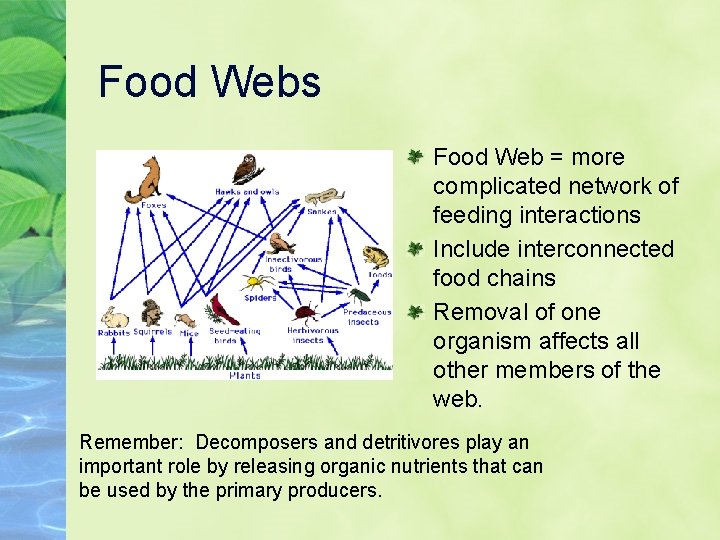 Food Webs Food Web = more complicated network of feeding interactions Include interconnected food