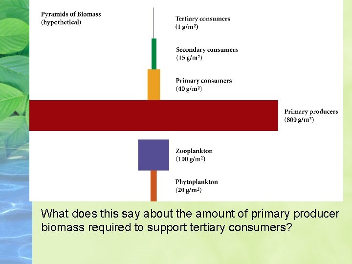 What does this say about the amount of primary producer biomass required to support