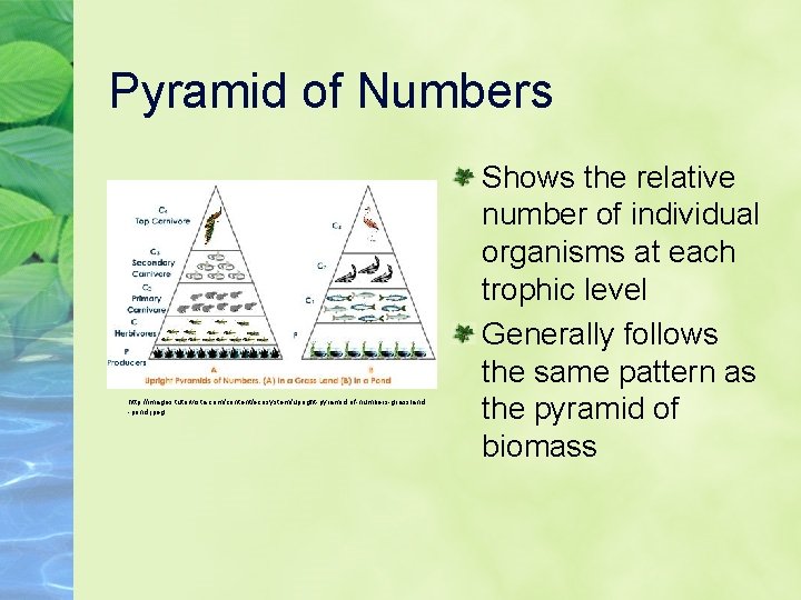 Pyramid of Numbers http: //images. tutorvista. com/content/ecosystem/upright-pyramid-of-numbers-grassland -pond. jpeg Shows the relative number of