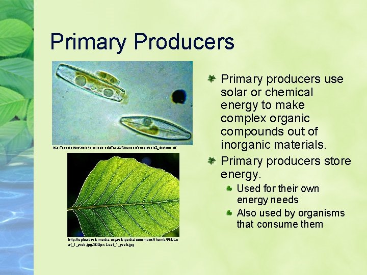 Primary Producers http: //people. westminstercollege. edu/faculty/tharrison/emigration/2_diatoms. gif Primary producers use solar or chemical energy