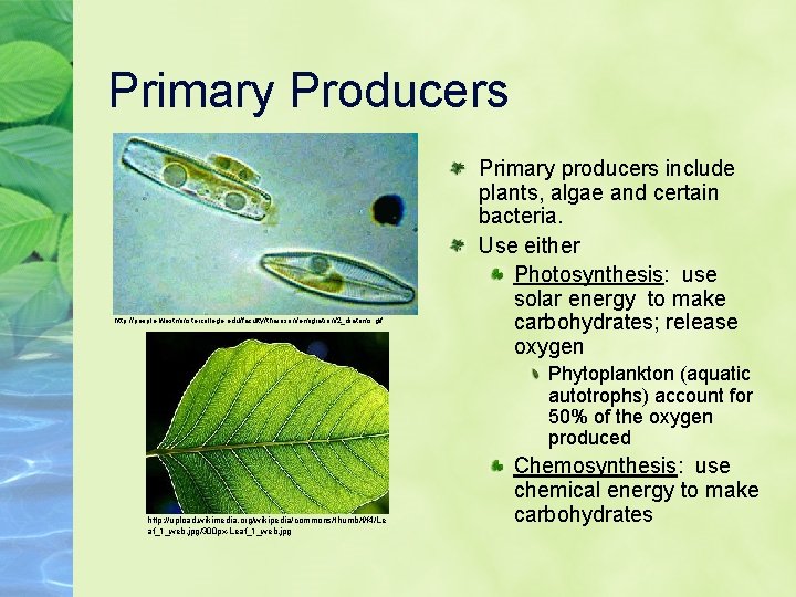 Primary Producers http: //people. westminstercollege. edu/faculty/tharrison/emigration/2_diatoms. gif Primary producers include plants, algae and certain