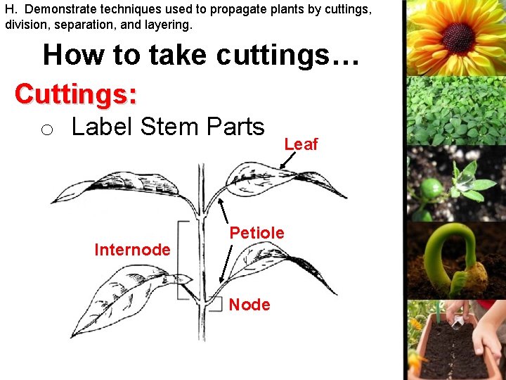 H. Demonstrate techniques used to propagate plants by cuttings, division, separation, and layering. How