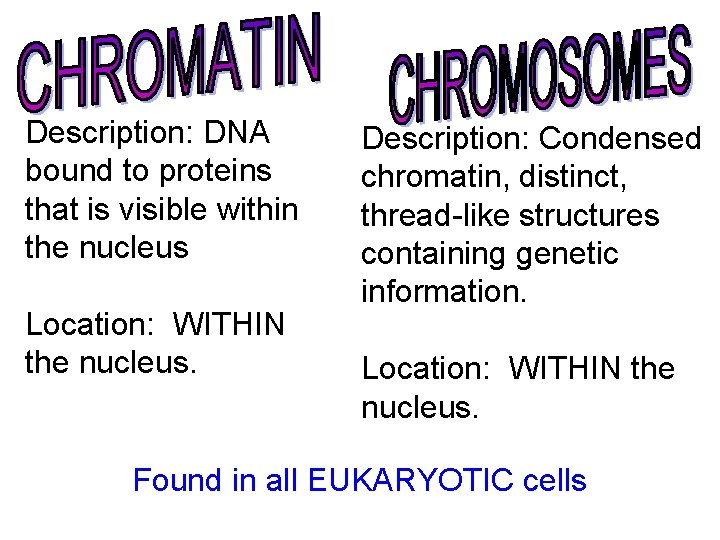 Description: DNA bound to proteins that is visible within the nucleus Location: WITHIN the Description: DNA bound to proteins that is visible within the nucleus Location: WITHIN the
