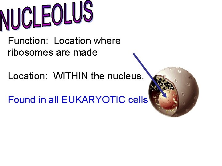 Function: Location where ribosomes are made Location: WITHIN the nucleus. Found in all EUKARYOTIC Function: Location where ribosomes are made Location: WITHIN the nucleus. Found in all EUKARYOTIC