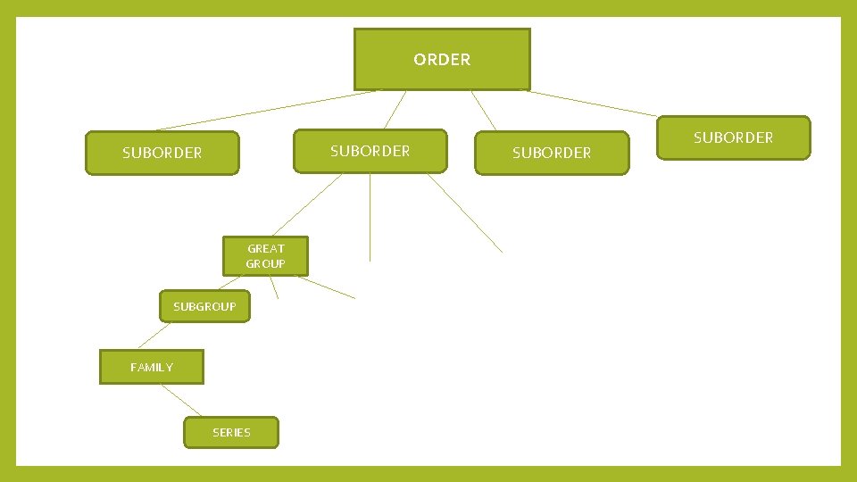 ORDER SUBORDER GREAT GROUP SUBGROUP FAMILY SERIES SUBORDER 