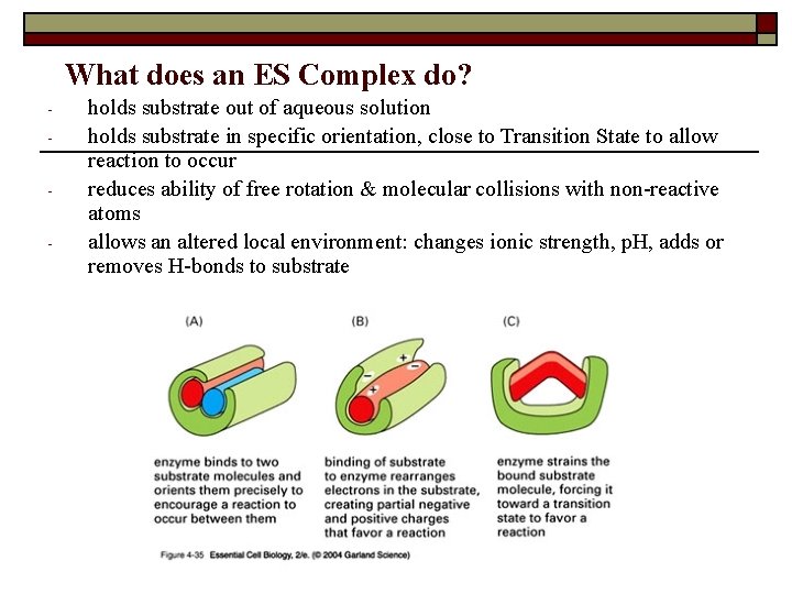 What does an ES Complex do? - holds substrate out of aqueous solution holds