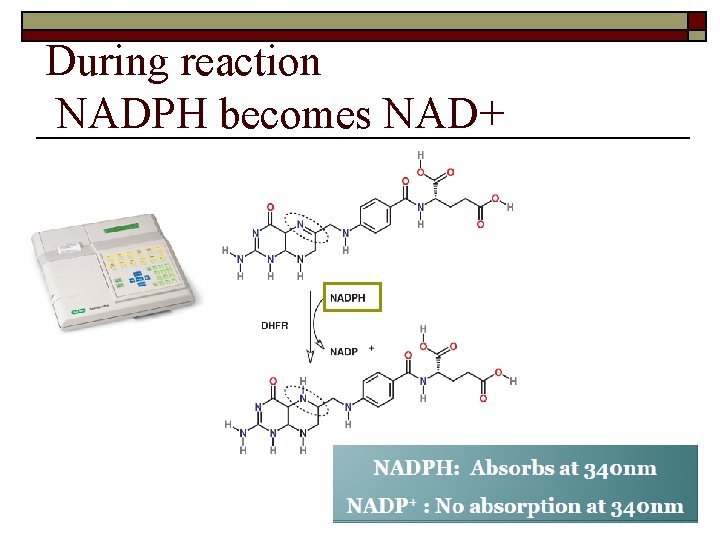 During reaction NADPH becomes NAD+ 23 