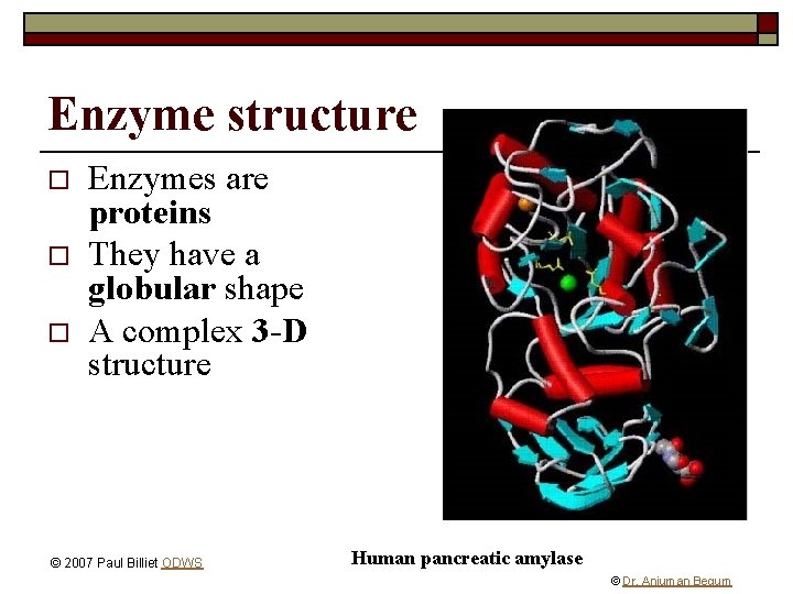 Enzyme structure o o o Enzymes are proteins They have a globular shape A
