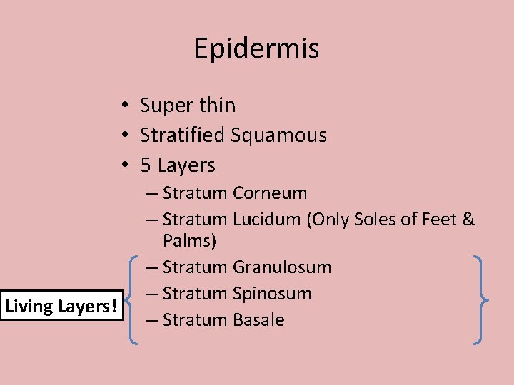 Epidermis • Super thin • Stratified Squamous • 5 Layers Living Layers! – Stratum Epidermis • Super thin • Stratified Squamous • 5 Layers Living Layers! – Stratum