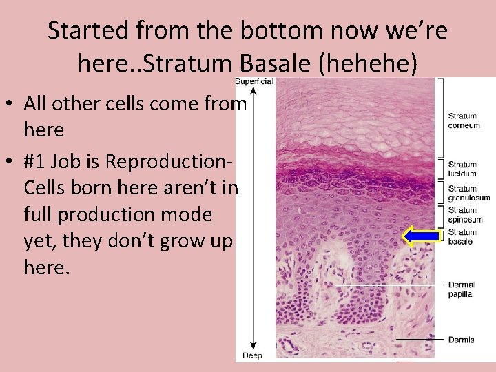 Started from the bottom now we’re here. . Stratum Basale (hehehe) • All other Started from the bottom now we’re here. . Stratum Basale (hehehe) • All other