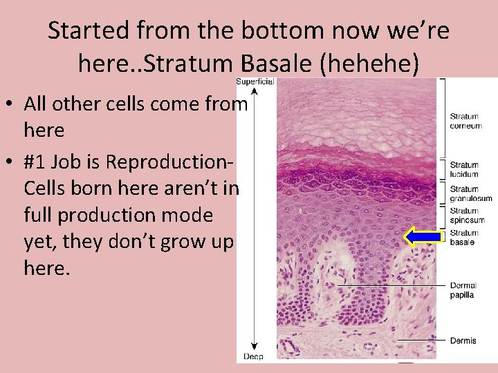 Started from the bottom now we’re here. . Stratum Basale (hehehe) • All other