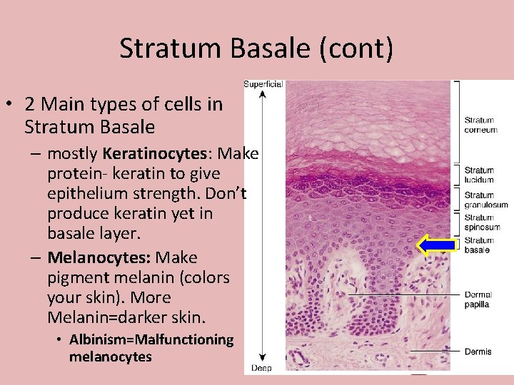 Stratum Basale (cont) • 2 Main types of cells in Stratum Basale – mostly Stratum Basale (cont) • 2 Main types of cells in Stratum Basale – mostly