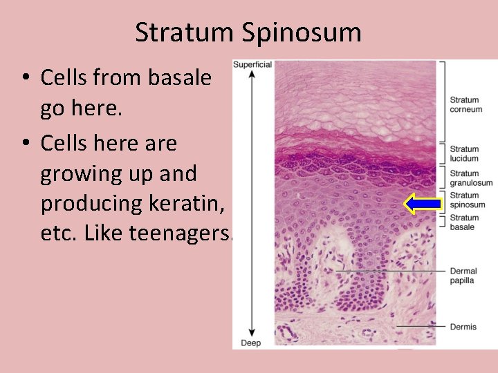Stratum Spinosum • Cells from basale go here. • Cells here are growing up Stratum Spinosum • Cells from basale go here. • Cells here are growing up