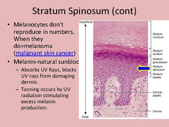 Stratum Spinosum (cont) • Melanocytes don’t reproduce in numbers. When they do=melanoma (malignant skin