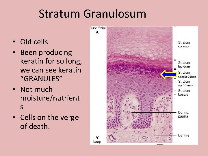 Stratum Granulosum • Old cells • Been producing keratin for so long, we can