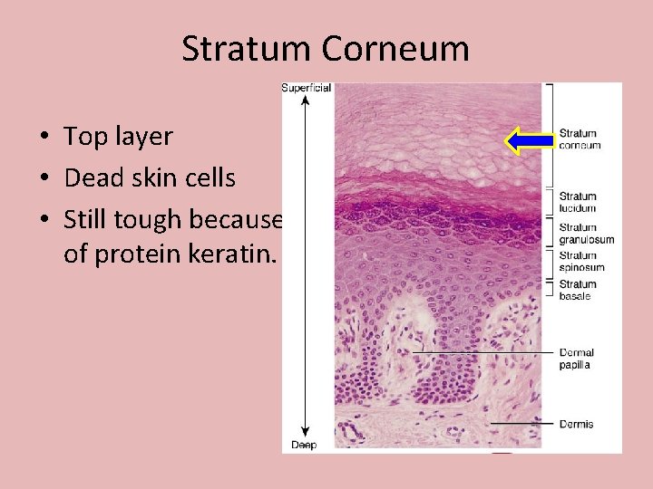 Stratum Corneum • Top layer • Dead skin cells • Still tough because of Stratum Corneum • Top layer • Dead skin cells • Still tough because of