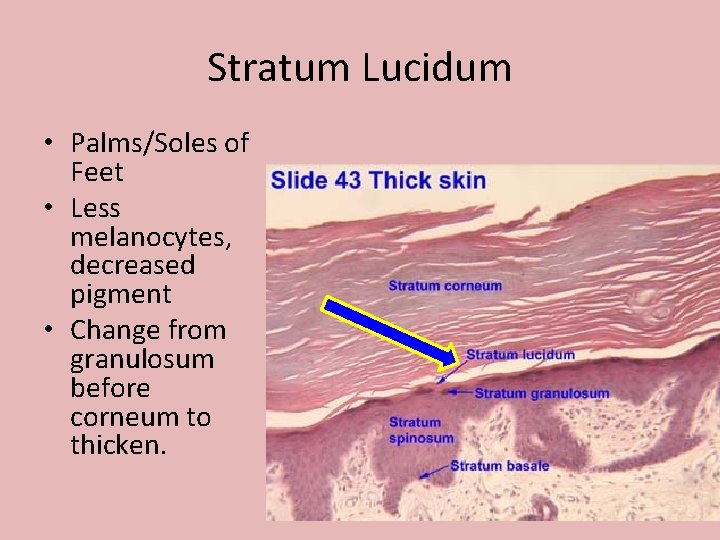 Stratum Lucidum • Palms/Soles of Feet • Less melanocytes, decreased pigment • Change from