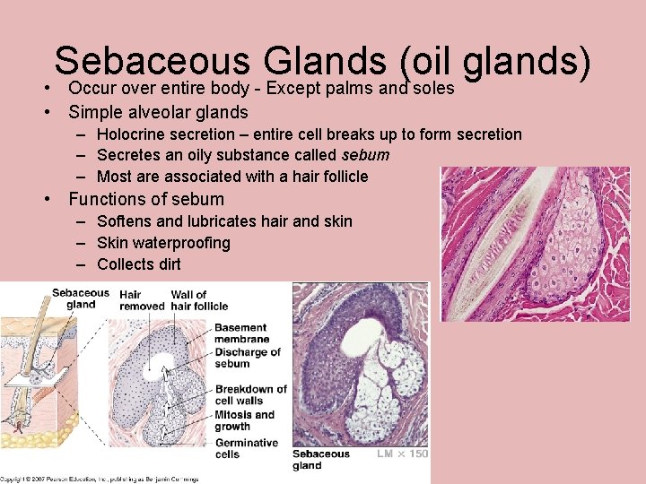 Sebaceous Glands (oil glands) • Occur over entire body - Except palms and soles