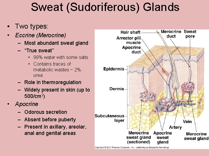 Sweat (Sudoriferous) Glands • Two types: • Eccrine (Merocrine) – Most abundant sweat gland Sweat (Sudoriferous) Glands • Two types: • Eccrine (Merocrine) – Most abundant sweat gland