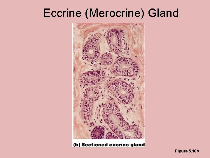 Eccrine (Merocrine) Gland Figure 5. 10 b 