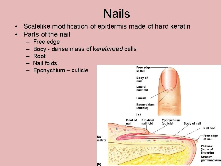 Nails • Scalelike modification of epidermis made of hard keratin • Parts of the