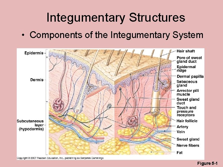 Integumentary Structures • Components of the Integumentary System Figure 5 -1 