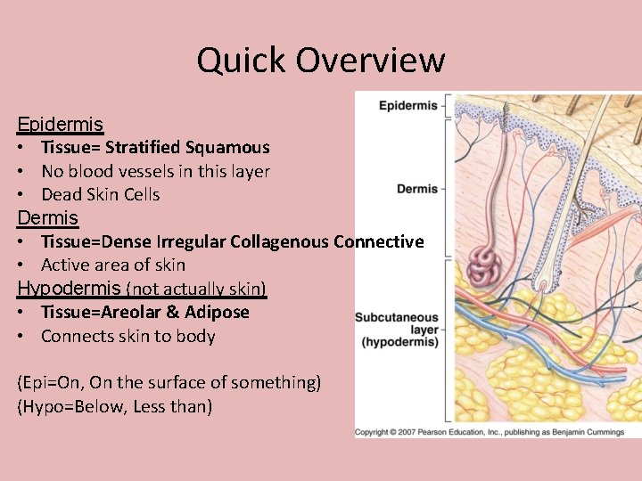 Quick Overview Epidermis • Tissue= Stratified Squamous • No blood vessels in this layer