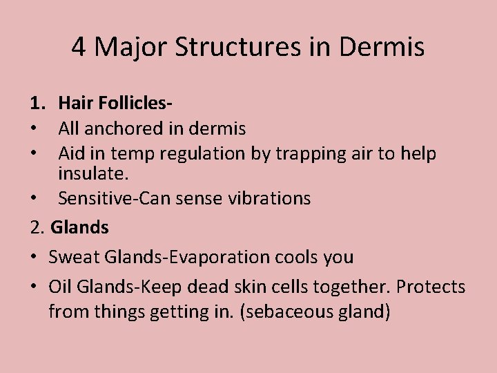 4 Major Structures in Dermis 1. Hair Follicles • All anchored in dermis •