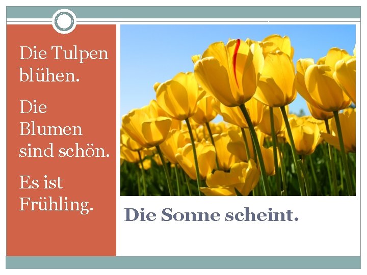 Die Tulpen blühen. Die Blumen sind schön. Es ist Frühling. Die Sonne scheint. 