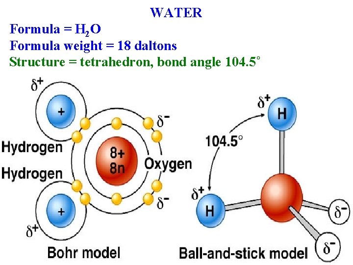 WATER Formula = H 2 O Formula weight = 18 daltons Structure = tetrahedron,