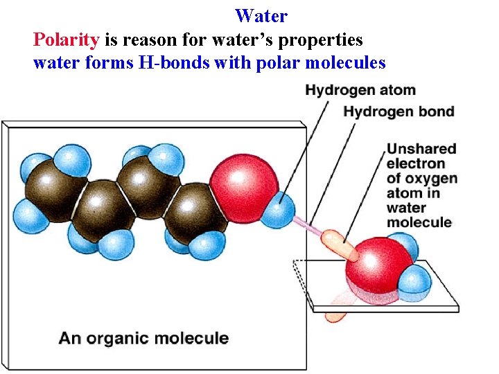 Water Polarity is reason for water’s properties water forms H-bonds with polar molecules 