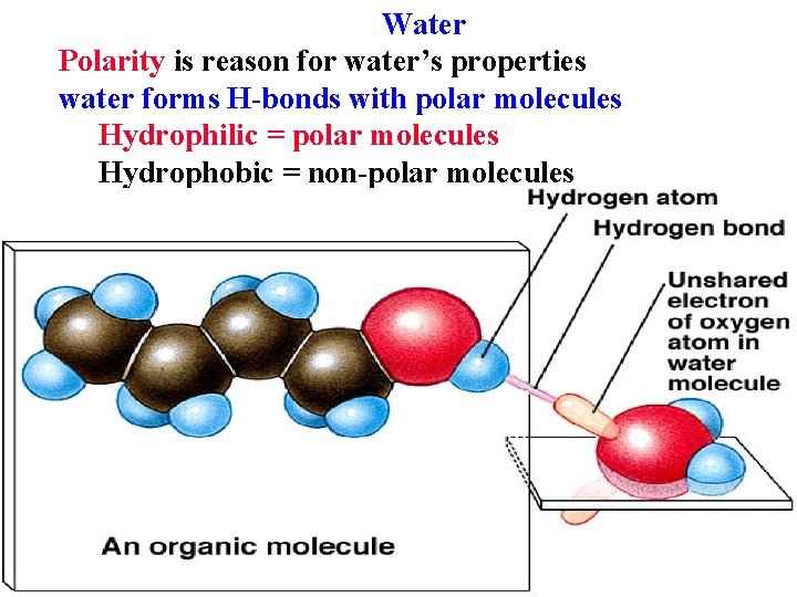 Water Polarity is reason for water’s properties water forms H-bonds with polar molecules Hydrophilic