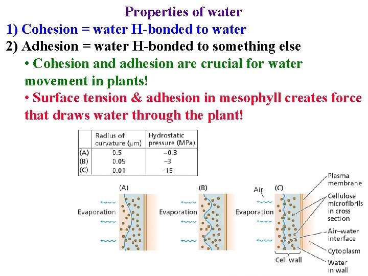 Properties of water 1) Cohesion = water H-bonded to water 2) Adhesion = water