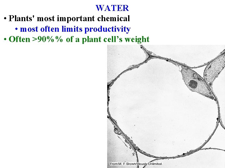 WATER • Plants' most important chemical • most often limits productivity • Often >90%%